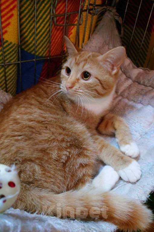 Кошки в Санкт-Петербурге: Рыжий котенок-мальчик в добрые руки Мальчик, Бесплатно - фото 6