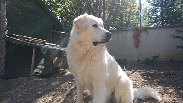 Турецкий акбаш