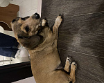 Собаки в Перми: Найдена такса Девочка, Бесплатно - фото 1
