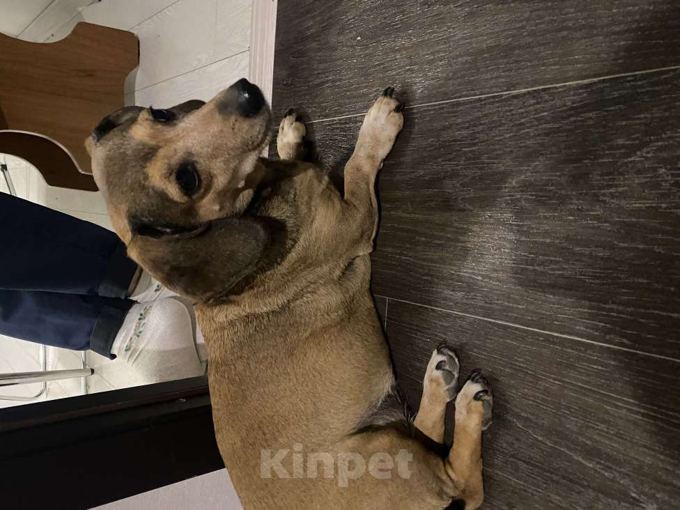 Собаки в Перми: Найдена такса Девочка, Бесплатно - фото 1