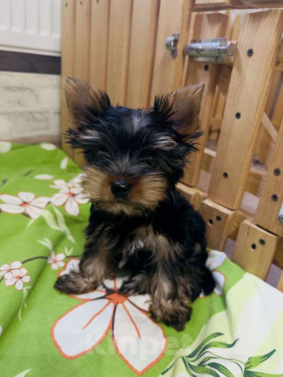 Собаки в Донецке: Продам щенка Мальчик, 15 000 руб. - фото 3