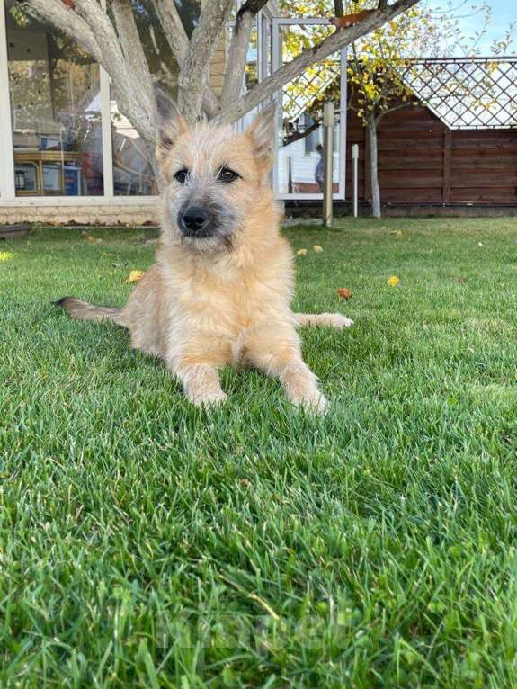 Собаки в Москве: Ника. Ребенком была домашней, а потом выкинули Девочка, 1 руб. - фото 4