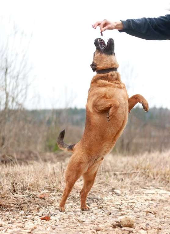 Собаки в Москве: Ка-де-бо Мило в добрые руки Мальчик, Бесплатно - фото 6