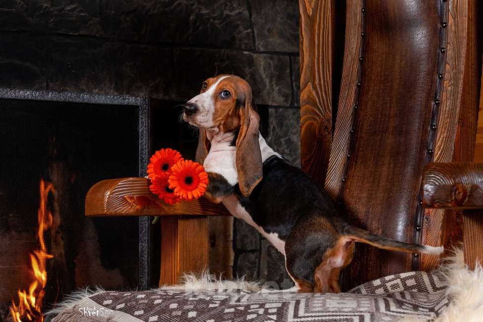 Собаки в Истре: Артезиано-нормандский бассет Девочка, 150 000 руб. - фото 8