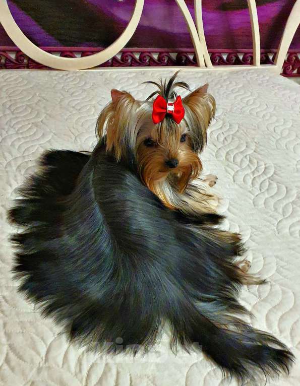 Собаки в Москве: КРАСАВЧИКИ РКФ ПОДРОЩЕННЫЕ Мальчик, 45 руб. - фото 8