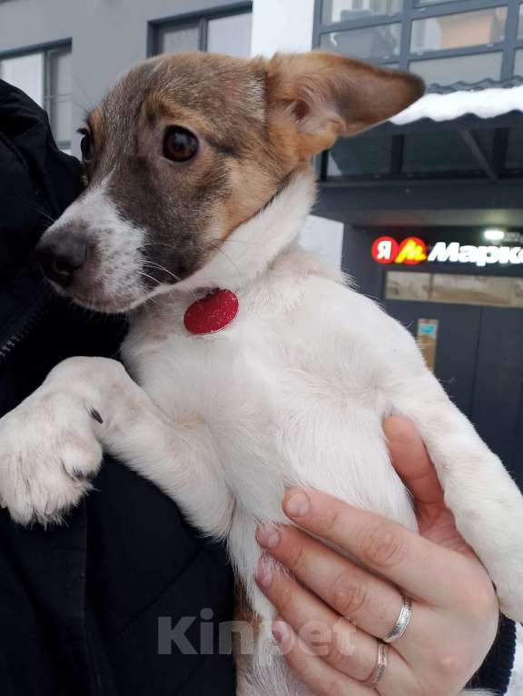 Собаки в Санкт-Петербурге: Маленькая и ласковая собачка, диванный вариант Девочка, Бесплатно - фото 2