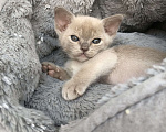 Кошки в Санкт-Петербурге: Бурманский котёнок  Мальчик, 70 000 руб. - фото 5