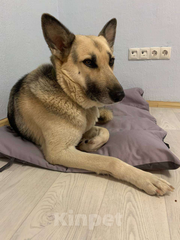 Собаки в Воронеже: Моника, метис восточно-европейской овчарки Девочка, Бесплатно - фото 5