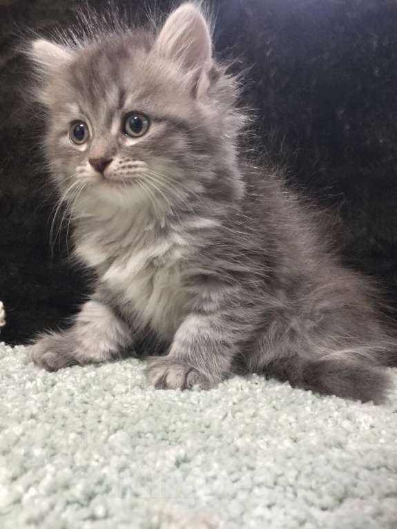 Кошки в Санкт-Петербурге: Сибирский котёнок Девочка, 45 000 руб. - фото 4