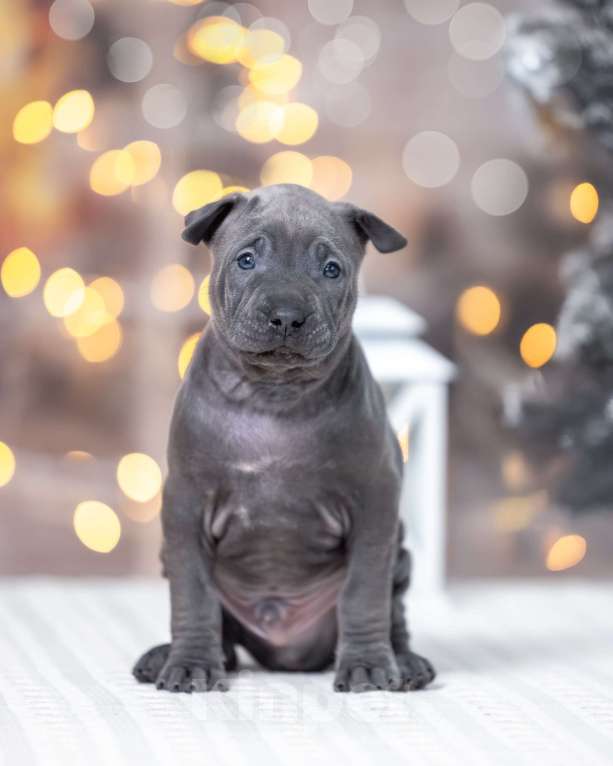 Собаки в Колпино: Голубой мальчик тайских риджбеков Мальчик, 150 000 руб. - фото 2