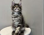 Кошки в Москве: Котик мейн-кун из питомника Status Joy Девочка, Бесплатно - фото 4