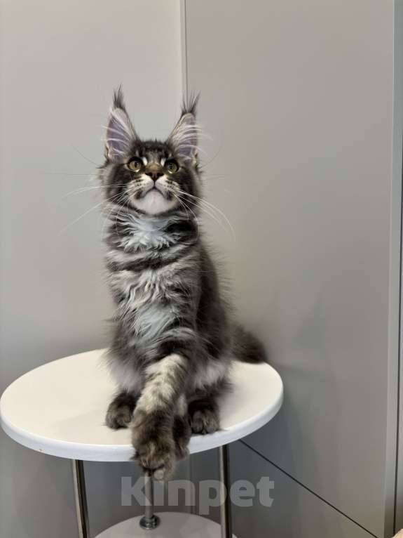 Кошки в Москве: Котик мейн-кун из питомника Status Joy Девочка, Бесплатно - фото 4