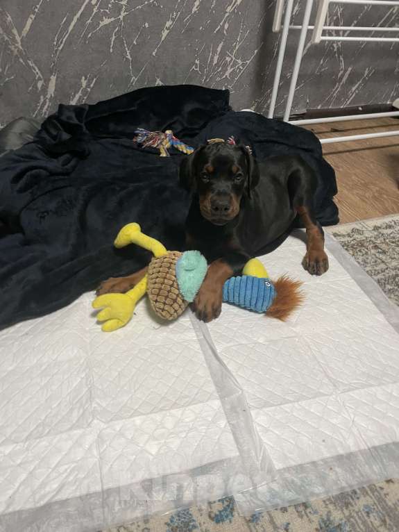 Собаки в Дорогобуже: Продам щенка добермана Мальчик, 40 000 руб. - фото 3