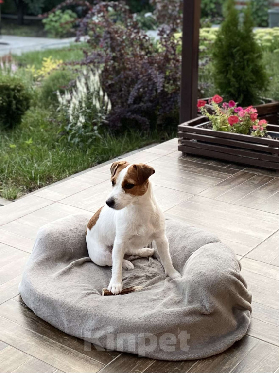 Собаки в Тамбове: Джек Рассел Щенок Девочка, 100 000 руб. - фото 6