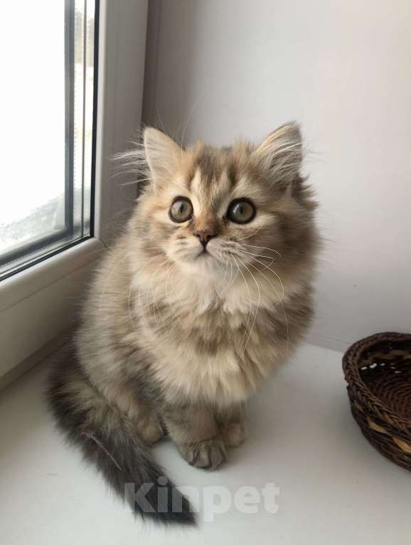 Кошки в Новосибирске: Шотландская кошка Девочка, 15 000 руб. - фото 1