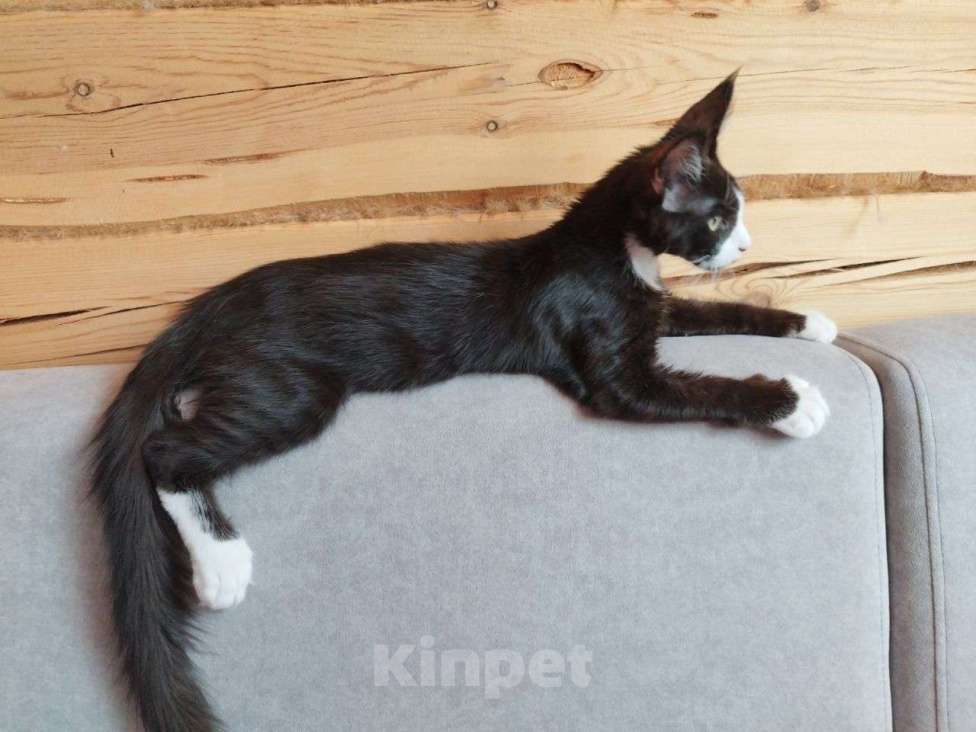 Кошки в Чите: Котенок мейнкун Мальчик, 35 000 руб. - фото 6