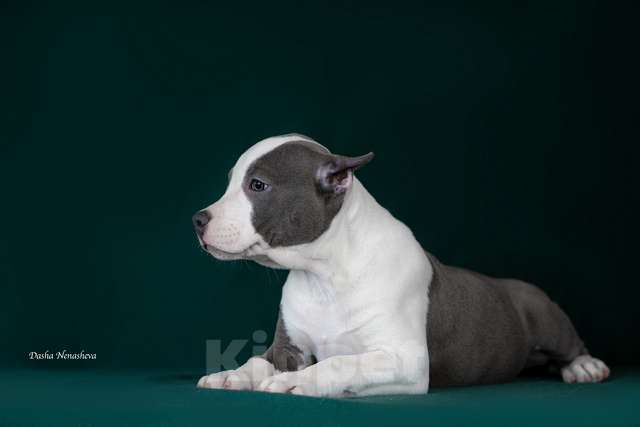 Собаки в Москве: Вульф Стайл Кукла Девочка, 120 000 руб. - фото 3