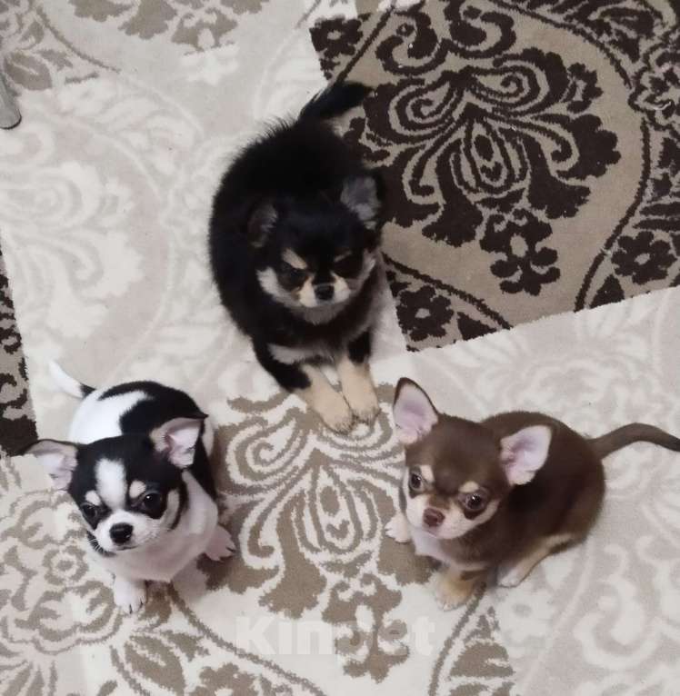 Собаки в Подольске: Щенок чихухуа Мальчик, 40 000 руб. - фото 4