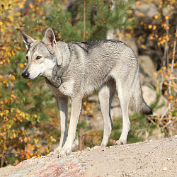 Волчья собака Сарлоса