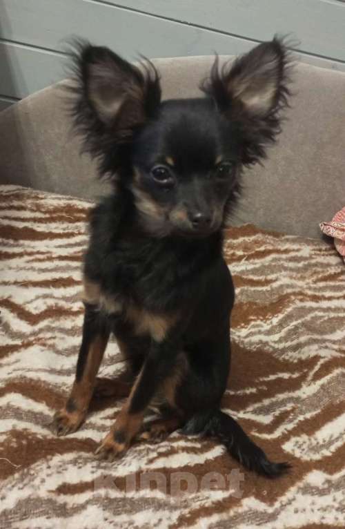 Собаки в Серпухове: Щенок Русского длинношорстного той терьера  Девочка, 15 000 руб. - фото 3