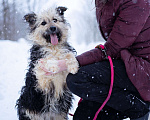 Собаки в Москве: Маленький пёсик в дар Мальчик, Бесплатно - фото 4