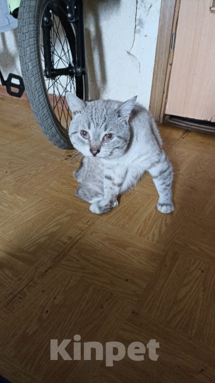 Кошки в Москве: Пропал кот Мальчик, Бесплатно - фото 8