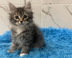 Кошки в Москве: Котик Уран Мальчик, Бесплатно - фото 2