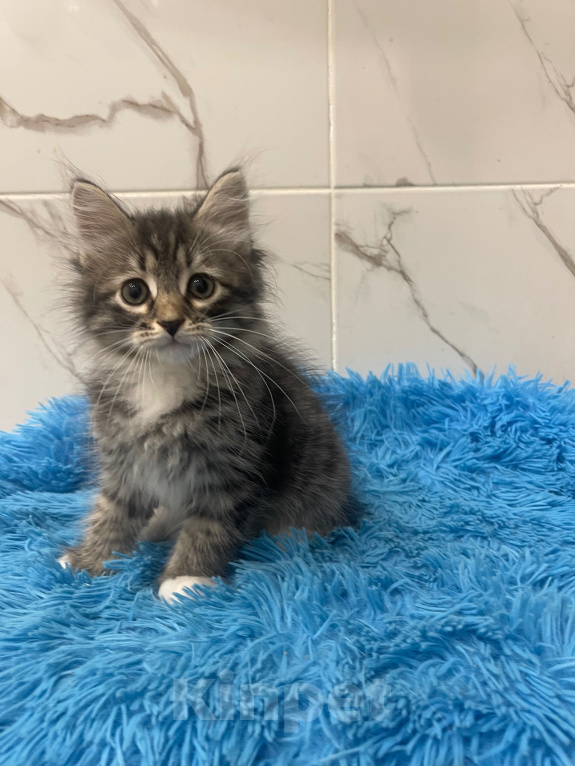 Кошки в Москве: Котик Уран Мальчик, Бесплатно - фото 2