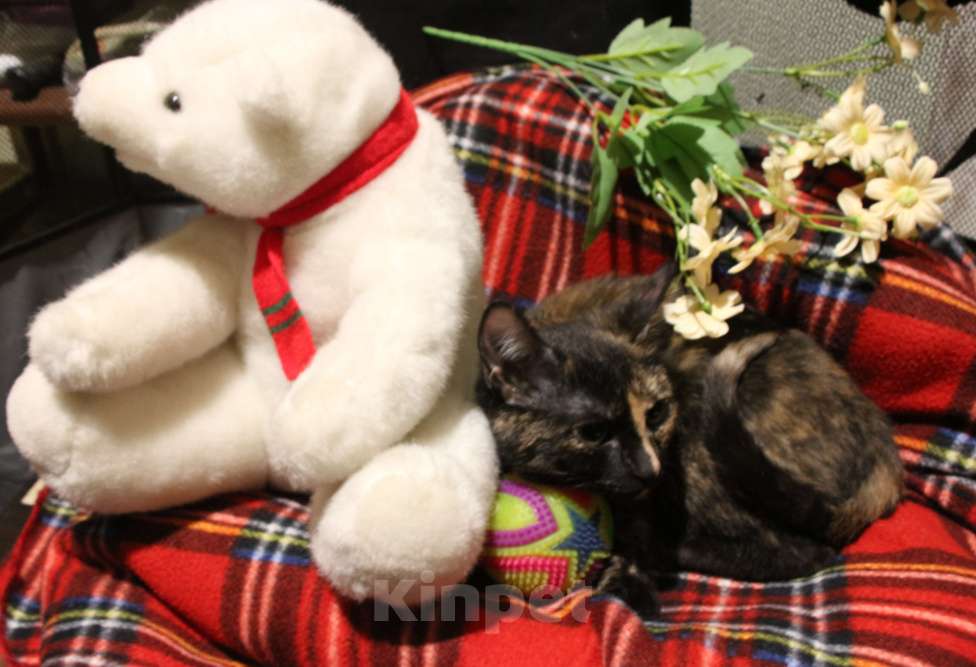 Кошки в Москве: Мне нужен дом Девочка, Бесплатно - фото 3