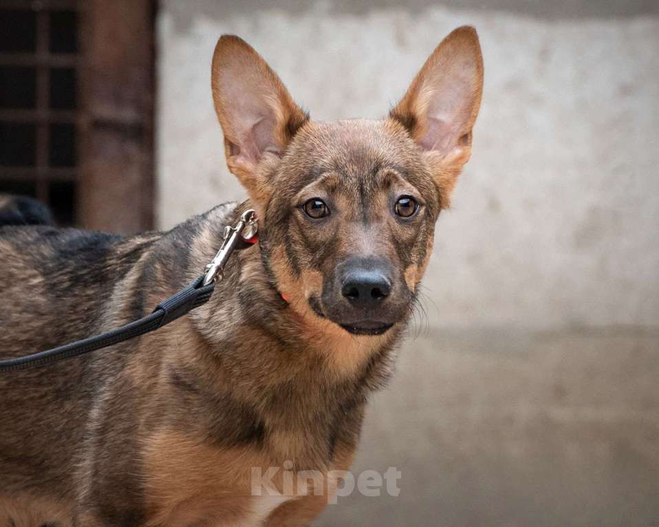 Собаки в Москве: Мира - лучшая собака в мире Девочка, Бесплатно - фото 4