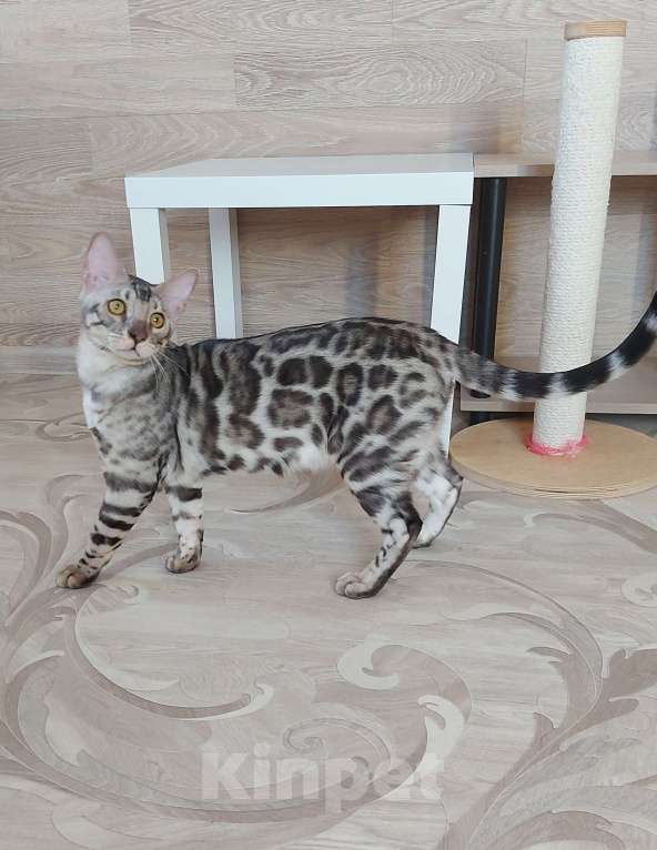 Кошки в Москве: Бенгальские котята серебро  Мальчик, Бесплатно - фото 1