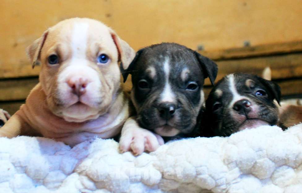 Собаки в Кирове: Мальчики и девочки американский булли Разнополые, 70 000 руб. - фото 4