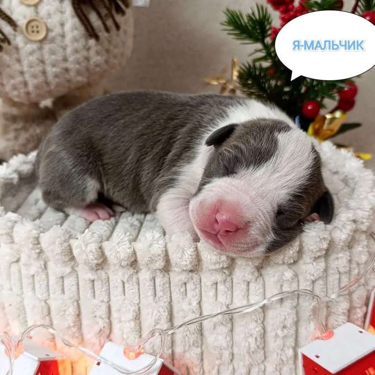 Собаки в Липецке: Голубые щенки амстафф Мальчик, 80 000 руб. - фото 2