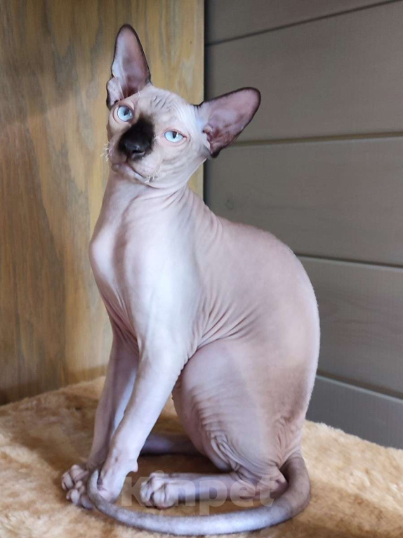 Кошки в Москве: Котята канадского сфинкса  Мальчик, Бесплатно - фото 3