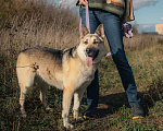 Собаки в Москве: Дрессированная овчарка в дар Девочка, Бесплатно - фото 8