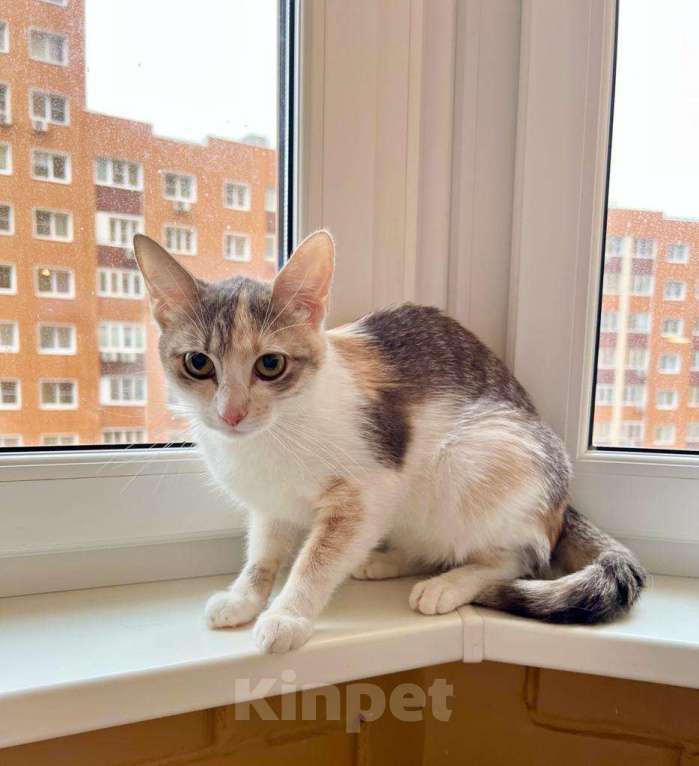 Кошки в Москве: Лика - трехцветная, нежная, теплая, добрая кошка в добрые руки Девочка, Бесплатно - фото 8