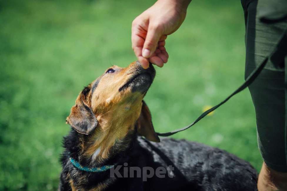Собаки в Москве: Балканская гончая в добрые руки Девочка, 100 руб. - фото 3