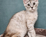 Кошки в Мытищах: Котёнок Мейн-кун Девочка, 40 000 руб. - фото 2