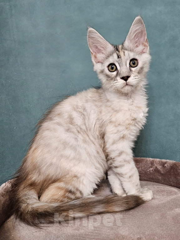 Кошки в Мытищах: Котёнок Мейн-кун Девочка, 40 000 руб. - фото 2