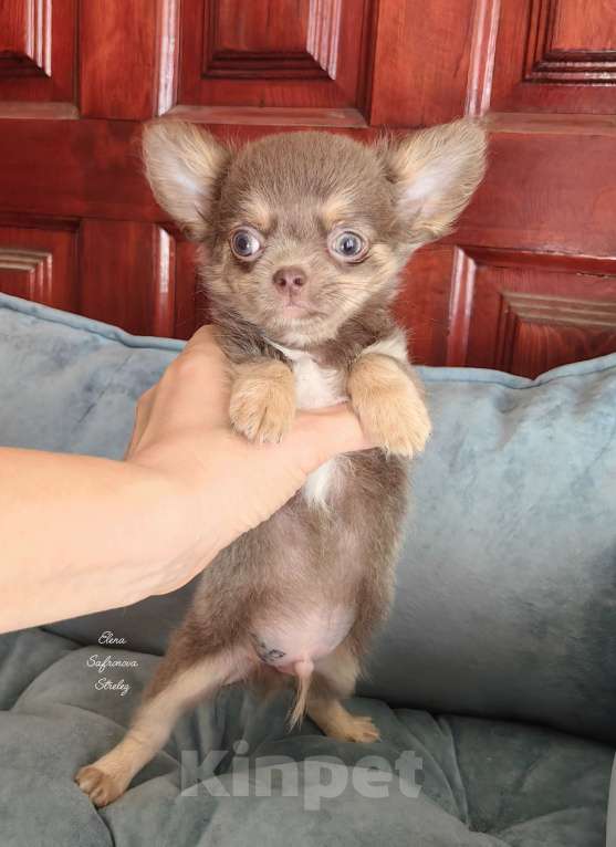 Собаки в Краснодаре: Щенок чихуахуа 6 мес. Мальчик, 50 000 руб. - фото 2