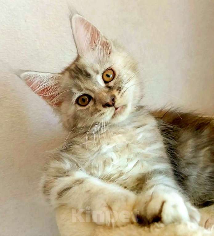 Кошки в Энгельс: Котята Мейн Кун(резерв) Мальчик, 30 000 руб. - фото 5