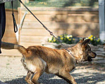 Собаки в Краснодаре: Тайсон, 52 руб. - фото 3