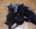Кошки в Белинском: Кошка, 5 руб. - фото 5