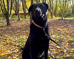 Собаки в Москве: Лабрадор Каштан в дар Мальчик, Бесплатно - фото 1