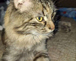 Кошки в Липецке: Пушистая - Роза) Девочка, Бесплатно - фото 3