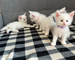 Кошки в Томске: Котята Мейн-кун Разнополые, 15 000 руб. - фото 2