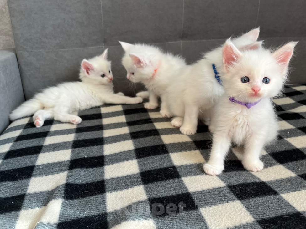 Кошки в Томске: Котята Мейн-кун Разнополые, 15 000 руб. - фото 2