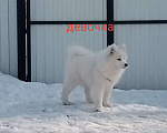 Собаки в Твери: Девочка Самоедской лайки Девочка, Бесплатно - фото 3