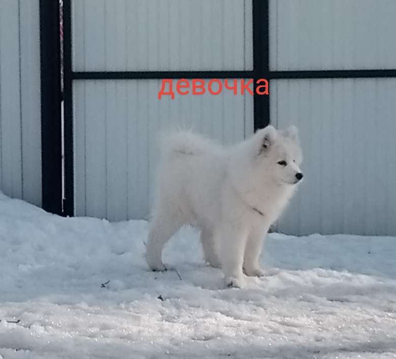 Собаки в Твери: Девочка Самоедской лайки Девочка, Бесплатно - фото 3