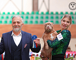 Собаки в Домодедово: Американский булли покет щенок Девочка, 100 000 руб. - фото 6